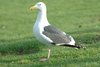 westerngull