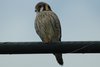 amkestrel