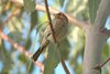 housefinch