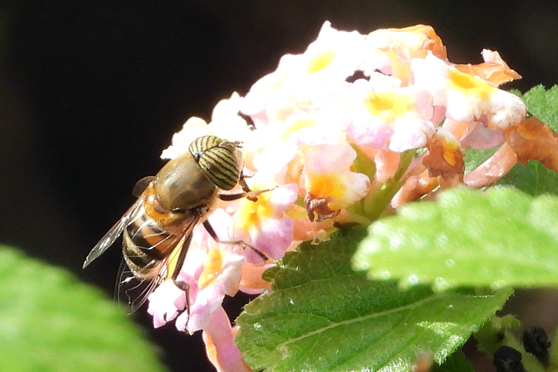 Stripe-eyed Lagoon Flly Eristalinus taeniops