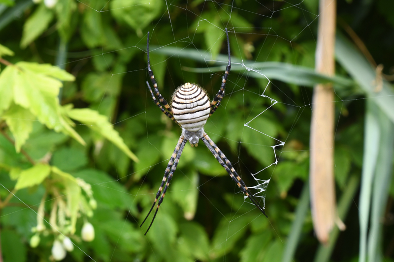 Banded Garden Spider Agriope trifasciata