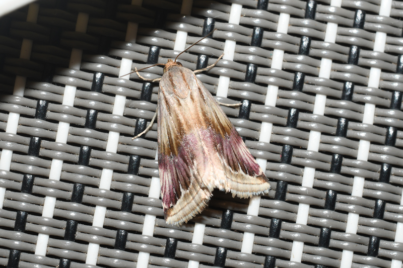 Purple Marbled Eublema ostrina
