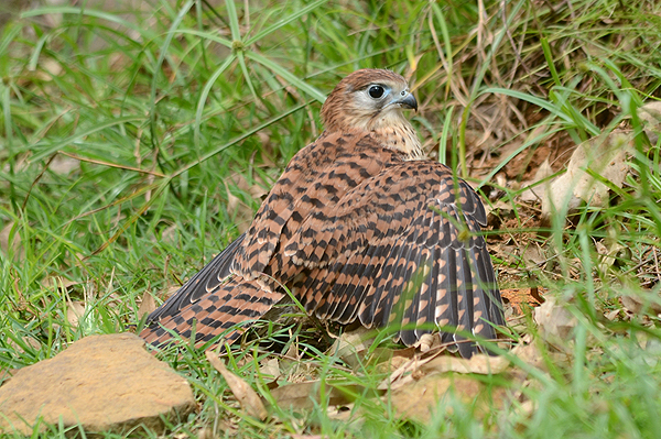 Mauritius Kestrel