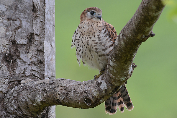 Mauritius Kestrel