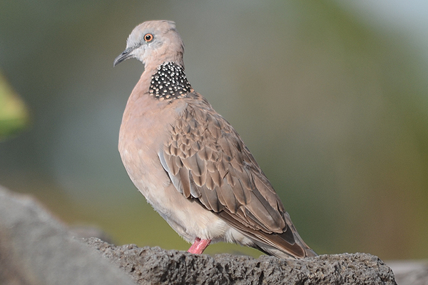 Spotted Dove 