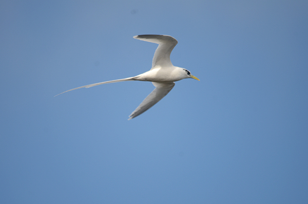 White-tailed Tropicbird