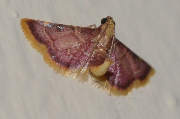Hypsopygia mauritialis 