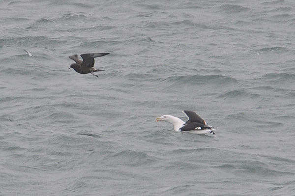 Pomarine Skua 