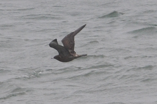 Pomarine Skua