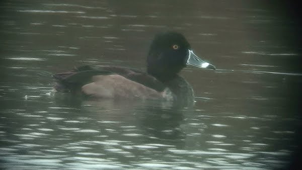 1st winter drake Ring-necked Duck