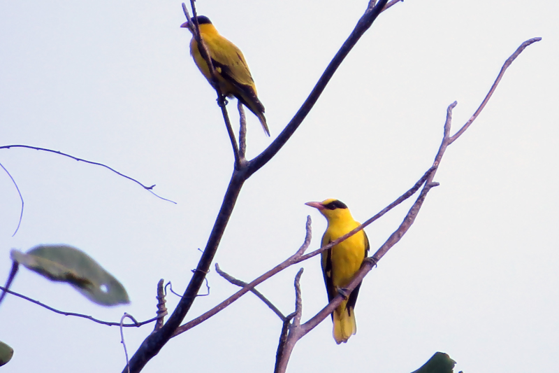 Black-naped Oriole Oriolus chinensis