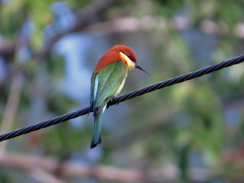 Chestnut-headed Bee-Eater Merops leschenaulti