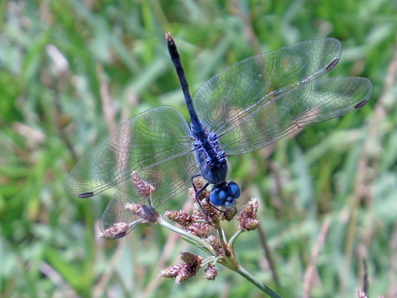 Chalky Percher Diplacodes trivialis