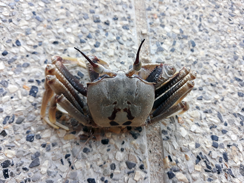 Horned Ghost Crab Ocypode ceratophthalmus