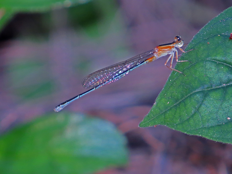 African Bluetail Ischnura senegalensis