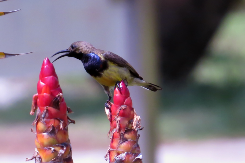 Olive-backed Sunbird Cinnyris jugularis