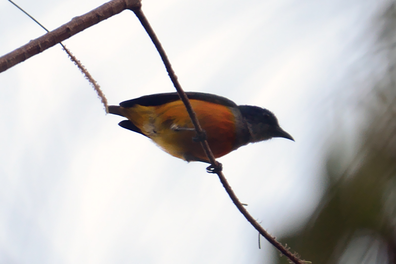 Orange-bellied Flowerpecker Dicaeum trigonostigma