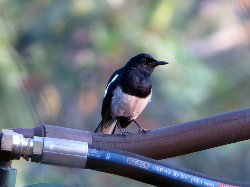 Oriental Magpie-Robin Copsychus saularis