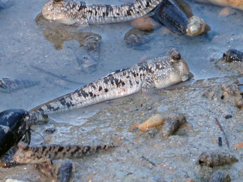 Silverlined Mudskipper Periophthalmus argentilineatus