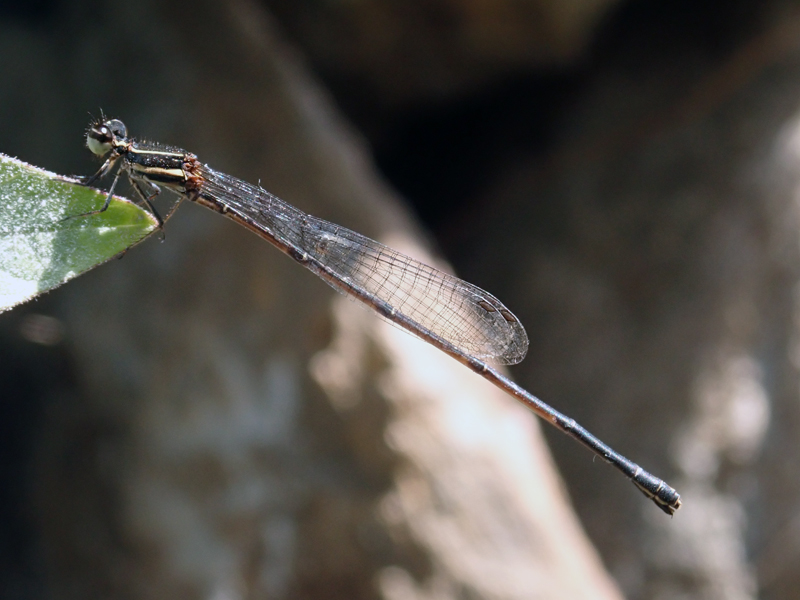 Wildlife of Thailand Khao Lak 2020