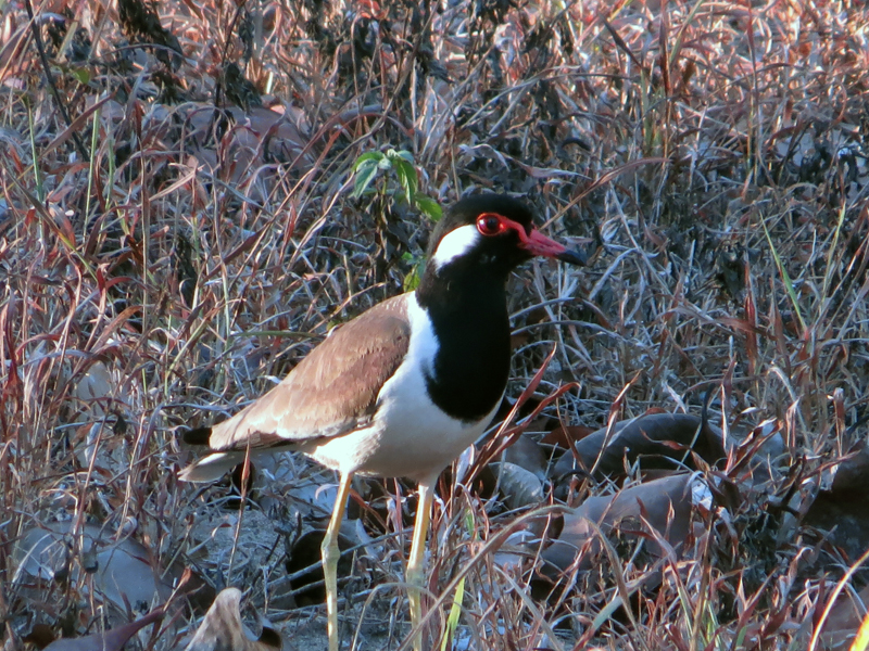 Red-wattled Lapwing Vanellus indicus