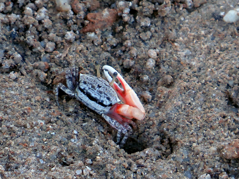 Ring-legged Fiddler Crab Austruca annulipes