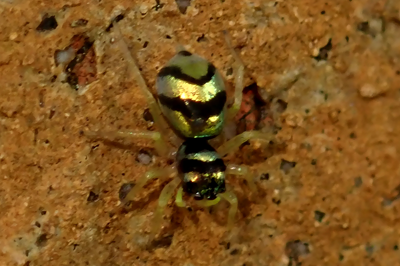 Banded Phintella Phintella vittata