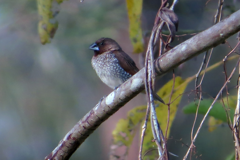 Scaly-breasted Munia Lonchura punctulata