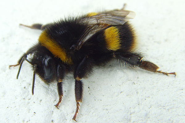 Bumble Bee