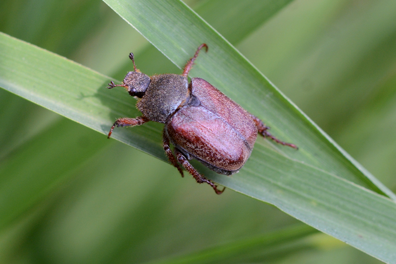 Welsh Chafer Hoplia philanthus 