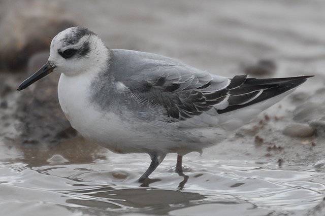 Grey Phalarope