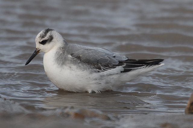 Grey Phalarope