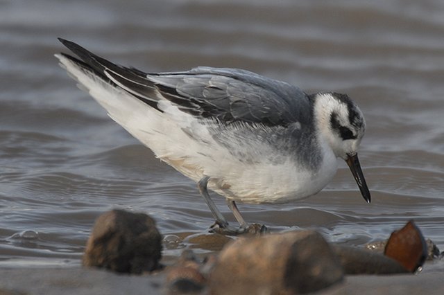 Grey Phalarope