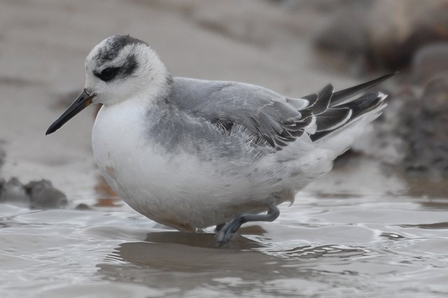 Grey Phalarope