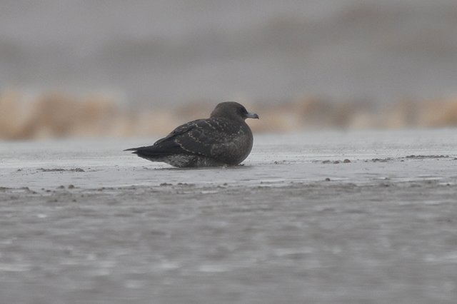 Pomarine Skua