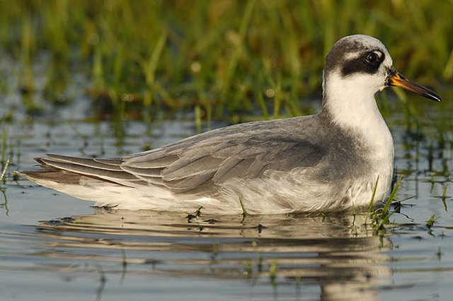 winter plumage Grey Phalarope