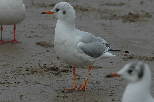 Black-headed Gull with orange legs