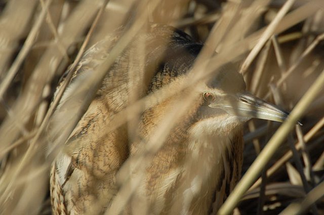 Bittern Slimbridge, Gloucestershire