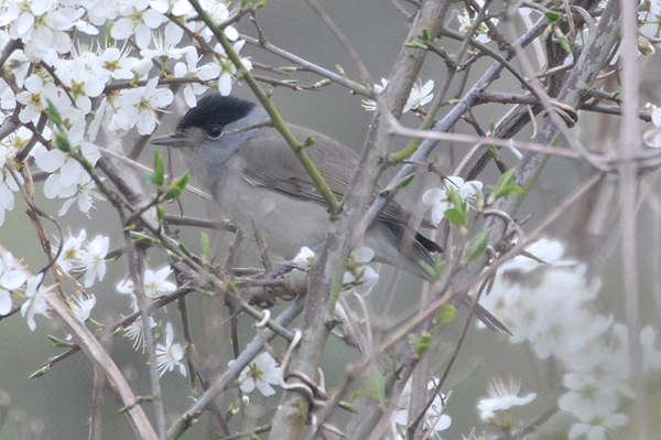 blackcap