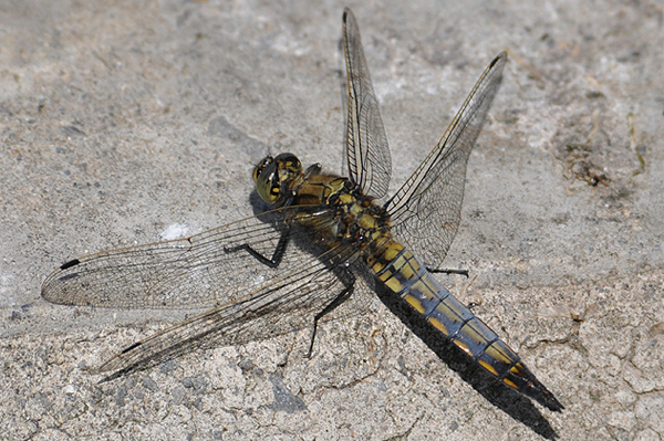 Black-tailed Skimmer