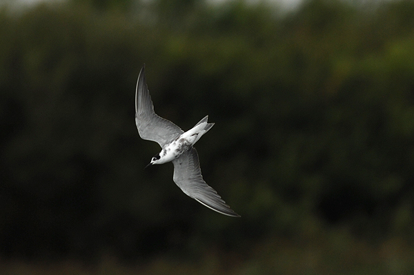moulting adult Black Tern photo