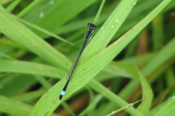 Blue-tailed Damselfly