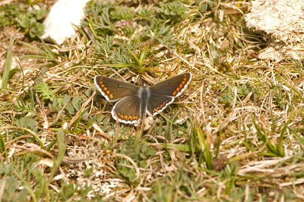 Brown Argus