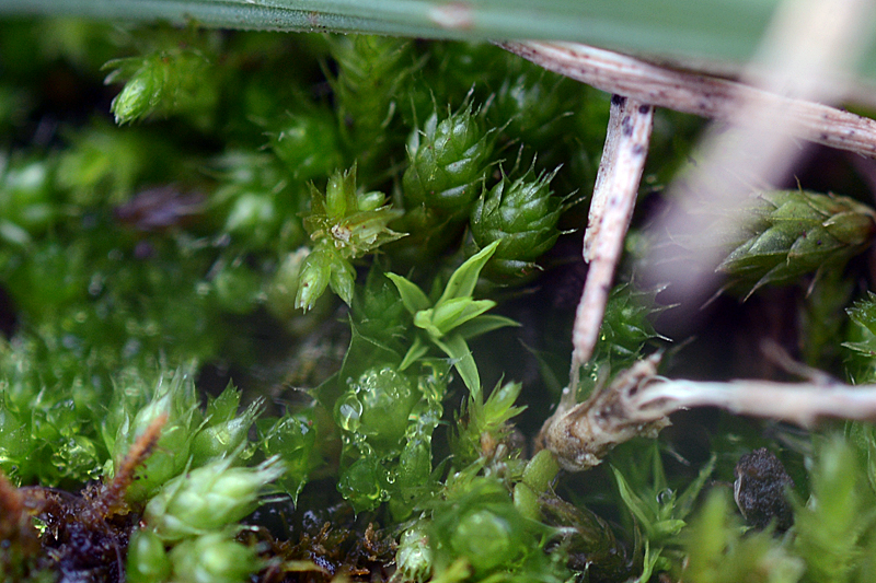 Bryum kunzei