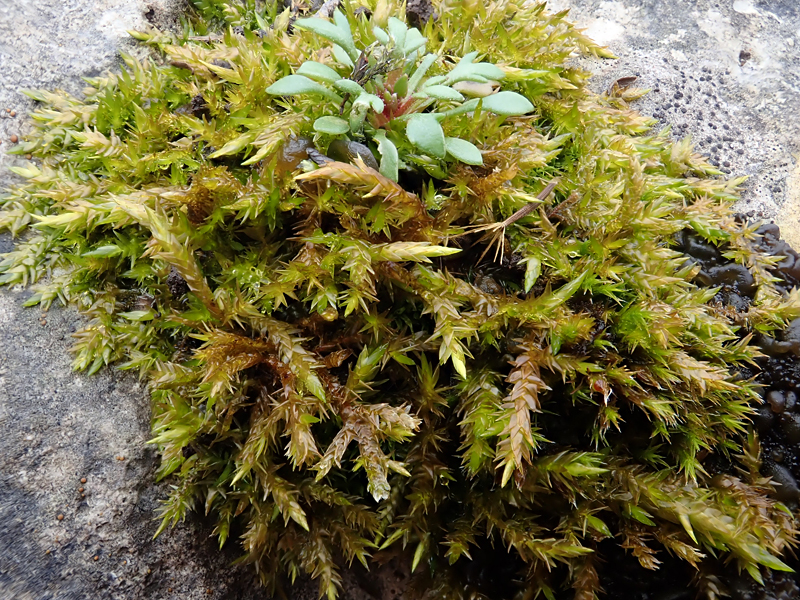 Entodon concinnus