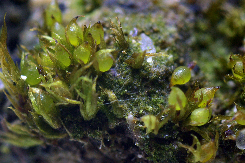 Ephemerum recurvifolium