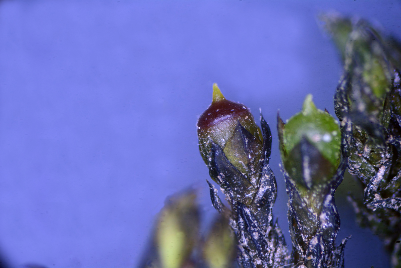 Schistidium platyphyllum 