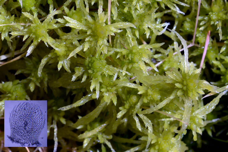 Sphagnum fimbriatum