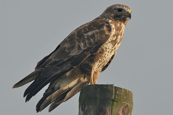 Buzzard