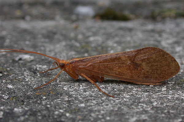 Caddis Fly sp